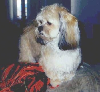 A soft looking, longcoated, tan with white and black Peek-A-Poo dog is standing on the back of a couch next to a red and black blanket looking to the left.