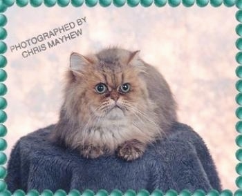 Shaded Golden male the Persian Cat is sitting on top of a stool that is covered in a blue shaggy blanket and looking to the right. The Border is green bubbles overlayed. The words 'Photographed by Chris Mayhew' overlayed