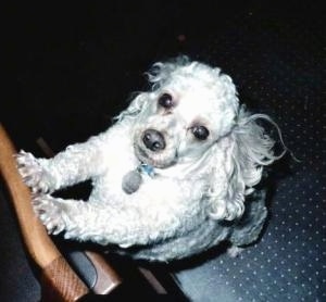 View from the top looking down - A white Miniature Poodle is jumped up against the back of a wooden chair looking up.