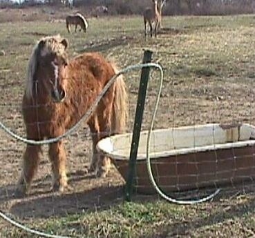 A brown with white pony with blonde hair is standing near a an old medal bathtub in front of a wire fence.