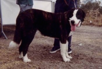 The right side of a black and white Portuguese Watchdog that is standing ona dirt surface and it is looking to the left. Its mouth is open and its tongue is out.