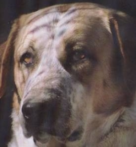 Close up head shot - A large headed Portuguese Watchdog is looking towards the left.