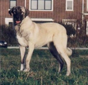 The left side of a tan with black Portuguese Watchdog that is standing in grass and it is looking forward. Its mouth is open and its tongue is sticking out a little.