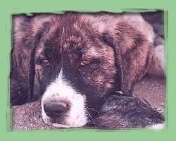 Close up - A brown brindle with white Portuguese Watchdog is laying down on a concrete surface.