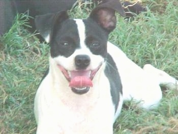 Noel the Happy Rat Terrier Noel the Happy Rat Terrier
