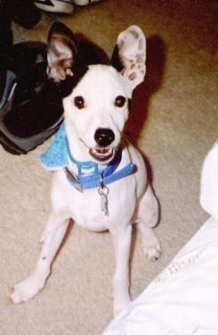 Close up front view - A little white with black Rat Terrier puppy is sitting on a carpet in front of a couch. It is looking up, its mouth is open and it looks like it is smiling.