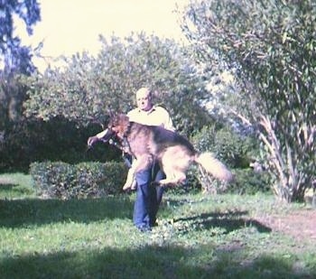 Rex the German Shepherd is descending in front of the man holding a stick with all four paws a couple of feet off of the ground