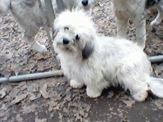 Miniature Littlefield Sheepdog