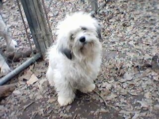 Miniature Littlefield Sheepdog