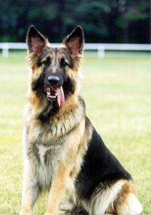 Shiloh Shepherd Puppy Dogs