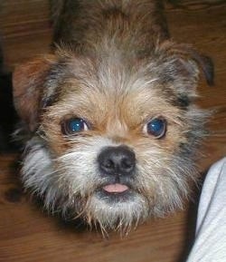 Close up head shot view from the top looking down at the dog - A scruffy-looking, tan with black and white mixed breed is standing on a hardwood floor looking up. Its tongue is pushing out of its mouth.