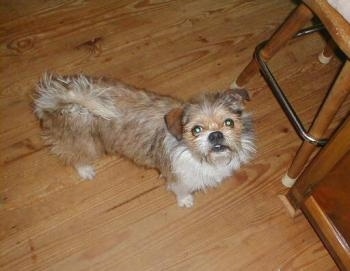 View from the top looking down at the dog - A scruffy-looking, tan with black and white mixed breed dog is standing on hardwood floor looking up. There is a wooden stool and bar in front of it.