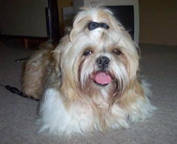 Shih+tzu+puppies+for+sale+in+alabama