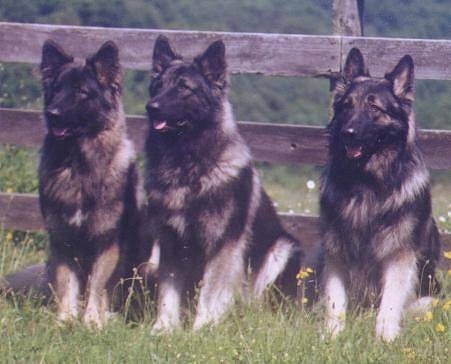 Three black with grey Shiloh Shepherds are sitting in a row in grass and behind it is a wooden fence.