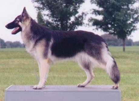 Left Profile - A black with tan Shiloh Shepherd is standing on a surface outside, it is looking to the left, its mouth is open and its tongue is out.