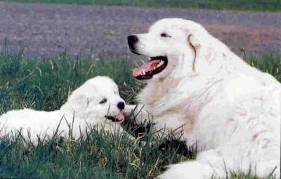 Two thick-coated dogs, an adult and a little puppy - A tan Slovensky Cuvac is laying in grass next to a Slovensky Cuvac puppy. Both of there mouths are open and it looks like they both are smiling.