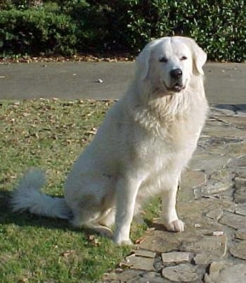 The front left side of a thick coated, white Slovensky Cuvac dog that is sitting across grass near a stone walkway, it is looking forward and its mouth is slightly open. It has a black nose, black lips and black eyes and ears that hang down to the sides.