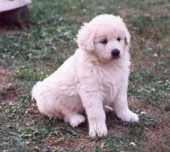 The front right side of a small, fluffy little white Slovensky Cuvac puppy that is sitting across a grass surface and it is looking to the right.