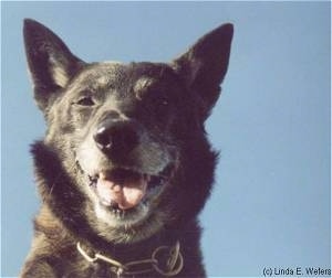 Close up head shot - A perk-eared, black Dutch Shepherd Dog is looking down, its mouth is open, its tongue is sticking out and it looks like it is smiling.