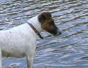 The right side of a white with brown and black Smooth Fox Terrier that is standing near a body of water and it is looking to the right.