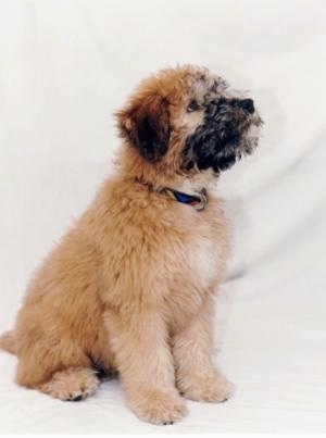 Soft Coated Wheaten Terrier