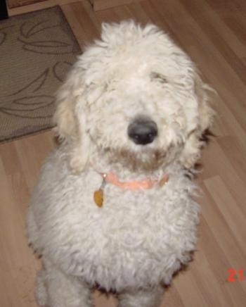 Poodle Puppies on Standard Poodle Puppy Dogs