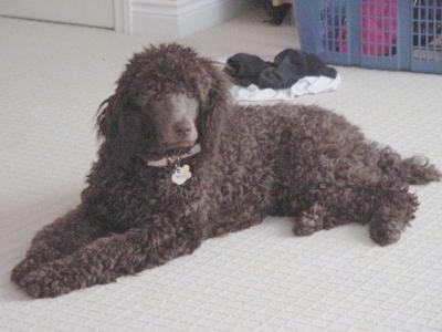 A thick, wavy coated, brown Standard Poodle dog laying across a tan carpet looking forward. The dog has a shaved muzzle and a brown nose.