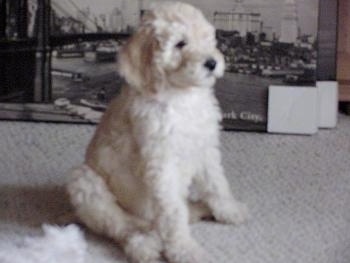 The front left side of a soft, thick wavy-coated white Standard Poodle puppy with a black nose and black eyes sitting on a carpeted surface and it is looking to the right.