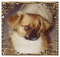 Close up - Topdown view of a brown with white and black Tibetan Spaniel that is standing on a carpeted surface and it is looking to the right. There is a golden floral border around the image. The dog has small fold over ears and large round eyes.