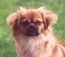 Close up head shot - a brown with white and black Tibetan Spaniel dog sitting in grass looking forward. The dog has fluffy hair on its short hanging ears and a black muzzle.