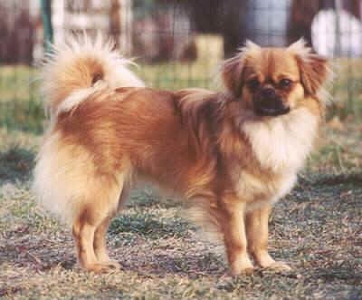 The right side of a red with white Tibetan Spaniel that is standing across a brown grass surface and it is looking forward.