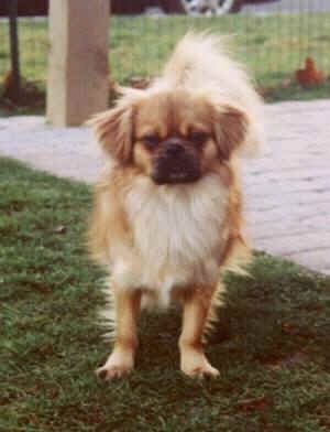 Front view - A brown with white and black Tibetan Spaniel is standing on grass, to the right of it is a porch and it is looking forward. The dog has lighter hair on its tail, short fold over ears and a pushed back face with a dark muzzle.