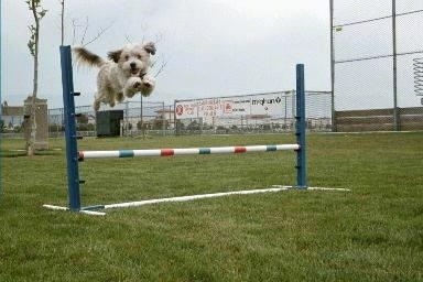 Molly the Tibetan Terrier is jumping over a white, red and blue agility bar obstacle outside with a smile on her face.