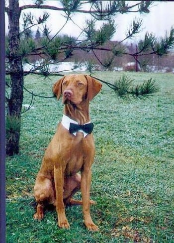 Vizsla Puppies on Vizslas This Is Kadar  Akc  X26quot Diggers