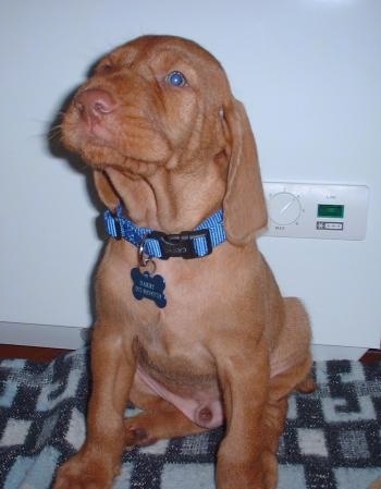 Hungarian Wirehaired Vizsla Puppy Dogs Harry (AKA Kisdon's Russian Hero)