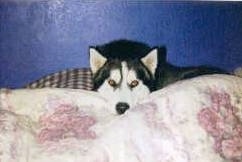 A black and white Wolf Hybrid is laying its head on a blanket and it is looking forward.