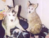 Two Wolf Hybrid puppies are sitting on a blanket and behind one of them is a person sitting.