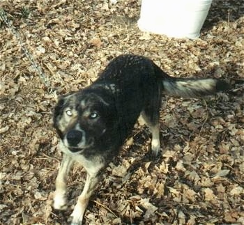 The front left side of a black with white Alaskan Husky that is standing on leaves. There is a trashcan behind it.