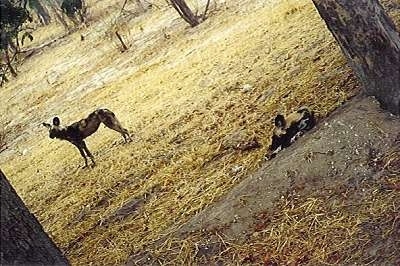 The left side of an African Wild Dog is standing on grass in between two trees