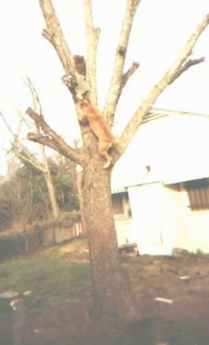 Chopper the Cane Corso is running up a tree and is about 6 feet off of the ground