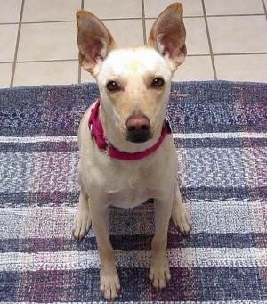 A perk-eared, tan with white dog with a brown nose sitting on a blue throw rug that is on top of a tan tiled floor looking up.