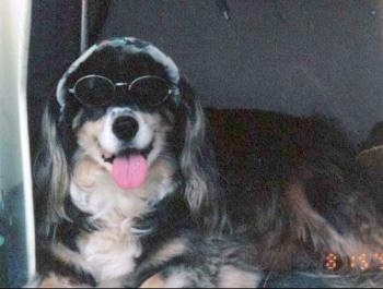 A black and tan dog is laying down wearing sunglasses with its mouth open and tongue out looking happy.