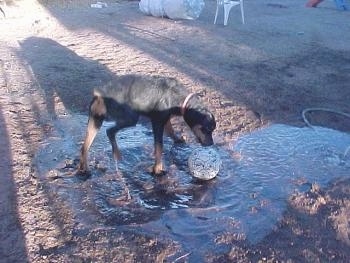 A black and tan dog is playing with a soccer ball in a mud puddle
