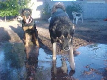 One black and tan dog is sitting on the outside of a puddle. There is another black and tan dog playing around in the puddle.