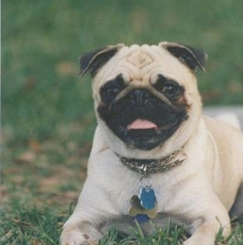 Close up front side view - A wrinkly headed tan with black Pug is laying in grass and it is looking forward. Its mouth is open and it looks like it is smiling.