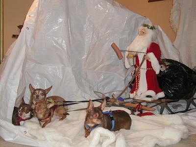 Chiquita, Bubba Gump and Sandy the Chihuahuas are laying on a white blanket connected like reindeer to a Santa sleigh with a Santa doll holding the rains. The Santa doll has a hotdog on a stick.