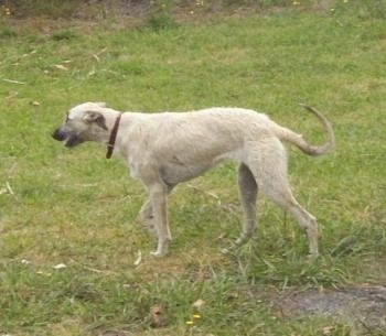 The left side of a white Staghound dog walking across a field and its mouth is slightly open. The dog has a pointy snout and a long tail that curls in a U shape.