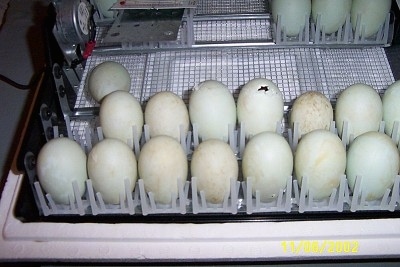 Duck eggs are in an open incubator. One of the eggs is beginning to hatch.