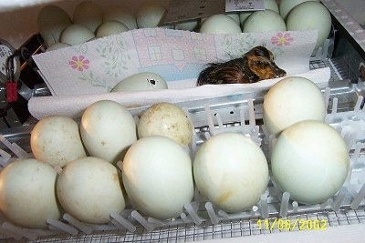 A duckling is standing on a paper towel and there is an egg behind it. There are 9 unhatched eggs in front of it.