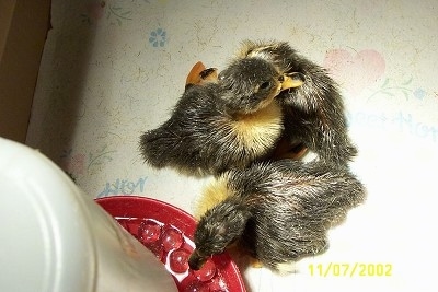 Two ducks are standing on top of a paper towel under a heat lamp. One duckling is drinking water out of the water dispenser.